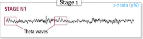 As an individual continues through stage 1 sleep, there is an increase in theta wave activity