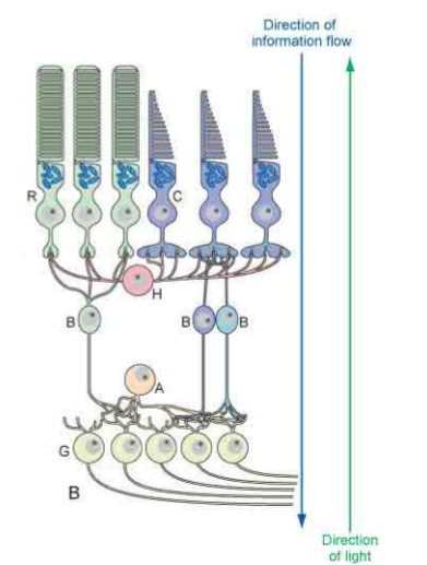 <p>Light rays strike retina and travel from internal to external retinal layers</p><p>Visual impulses pass from external to internal retinal layers</p>