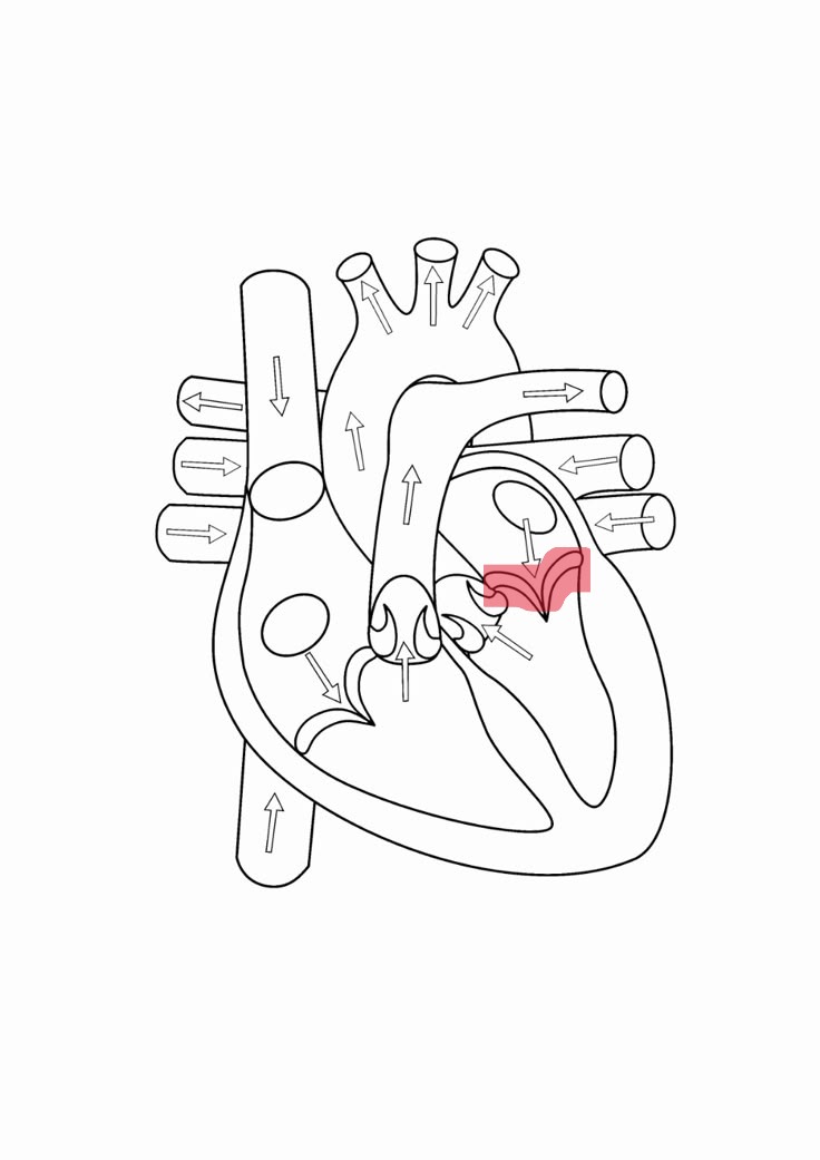 <p>left atrioventricular valve and has two cusps</p>