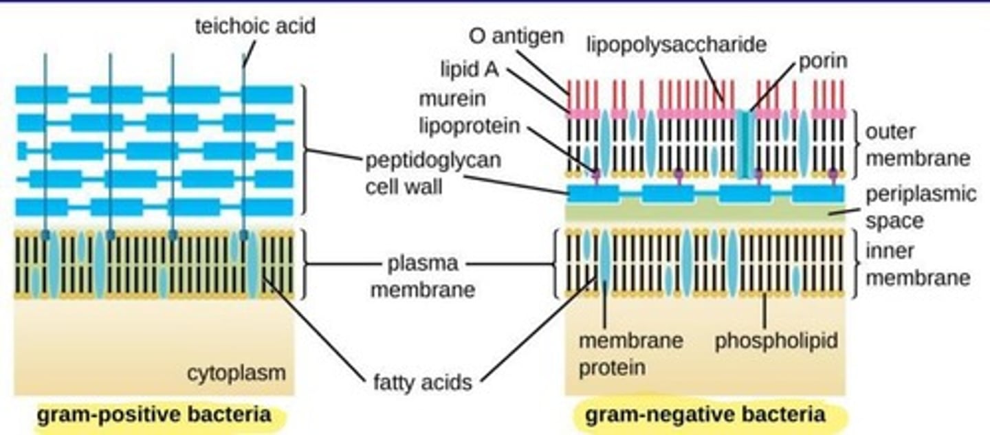 <p>Bacteria with thick peptidoglycan cell wall.</p>