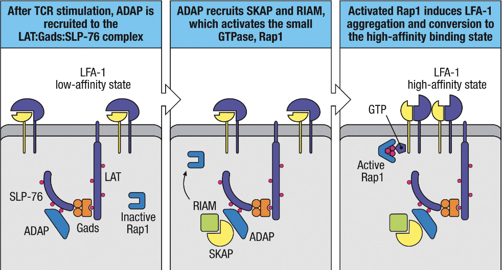 1. ADAP recruited to LAT:Gads:SLP-76 complex and binds to phosphorylated parts
2. ADAP recruits other proteins that activate Rap1 (GTPase)
3. RAP1 induces LFA-1 aggregation and conversion to the high-affinity binding state which increases adhesiveness and promotes stability of immune synapse