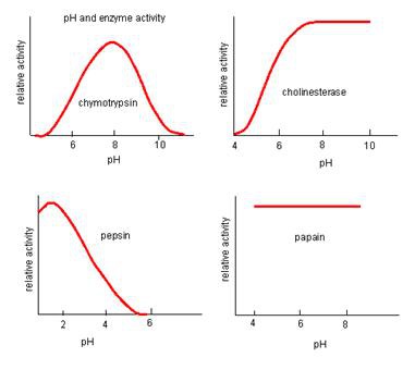 pH
temperature
time duration
substrate concentration
enzyme concentration