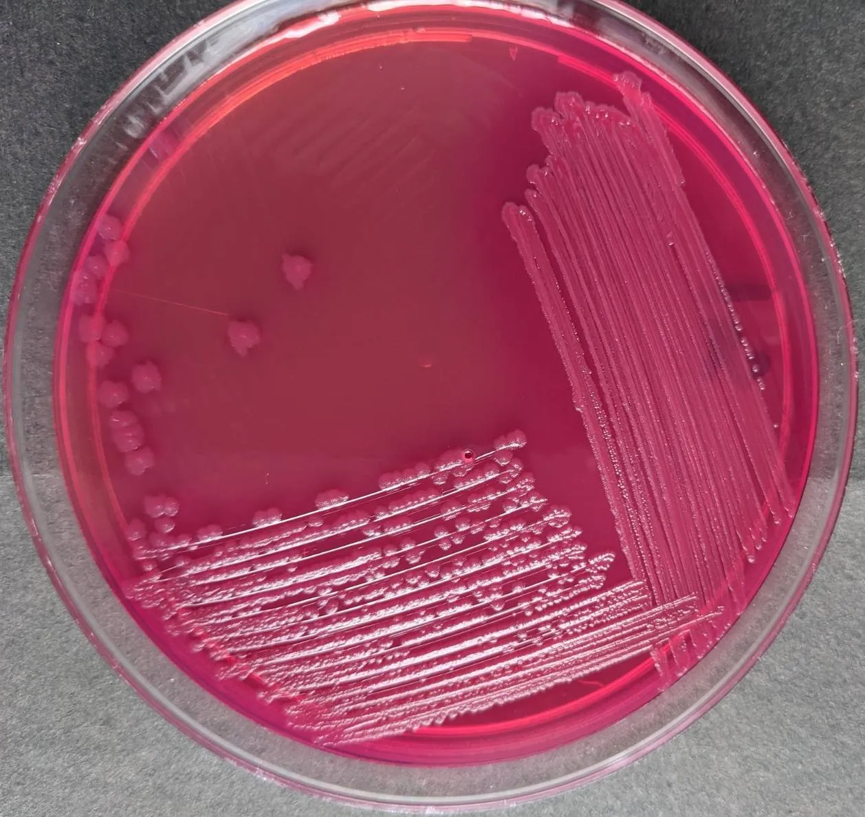<p>What plate is this?</p>