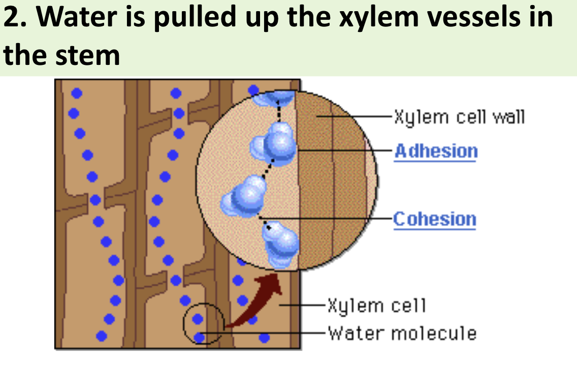 <p>Water is <strong>pulled</strong> up the <strong>xylem vessels</strong> in the stem</p>