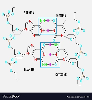 <p>bond between complementary bases of opposite strands (intermolecular)</p>