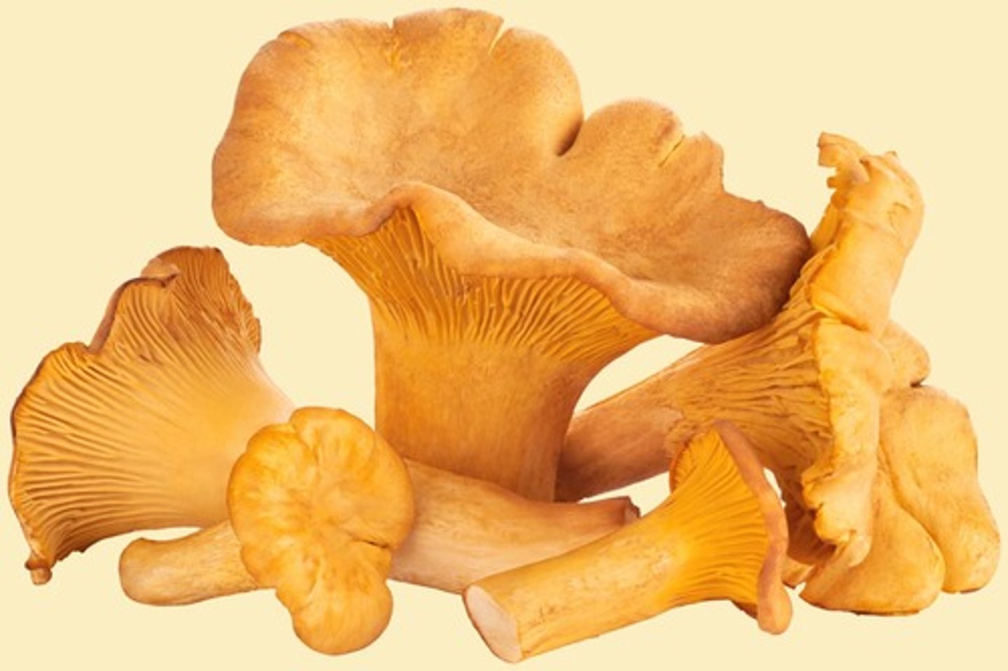 <p>Cantharellus cibarius</p>