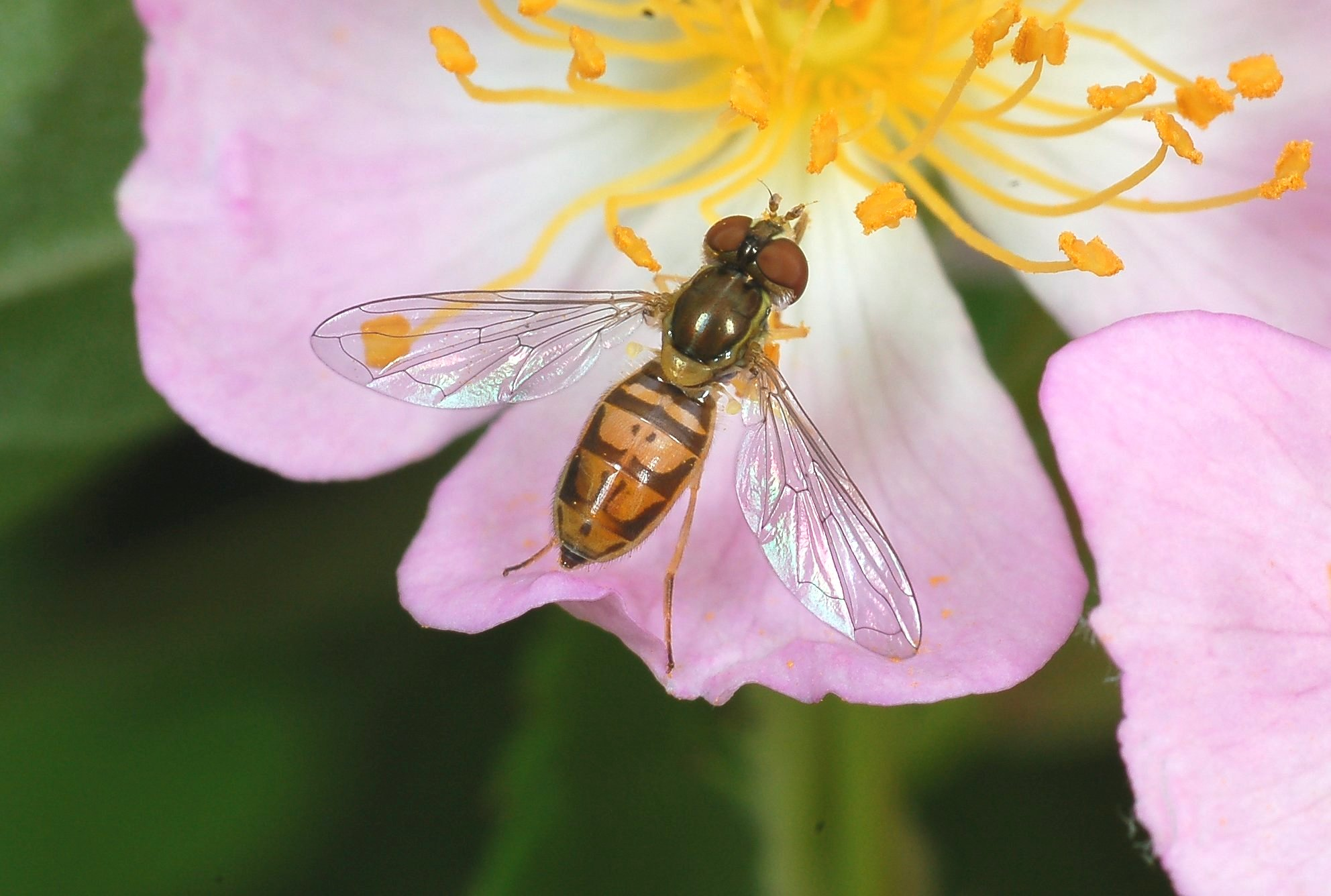 <p>bees but pointy</p>