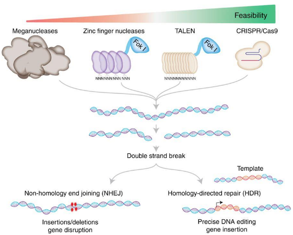 <p>scale from meganucleases to CRISPR/Cas9</p>