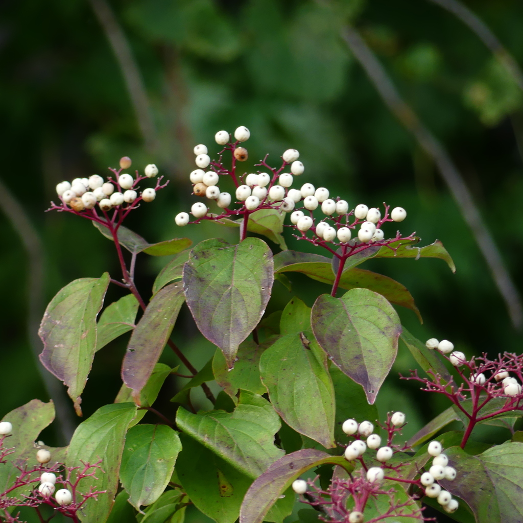 <p>Cornus Drummondii</p>