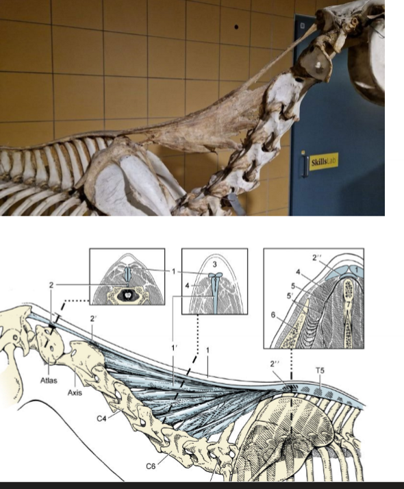 <p>Namn, namn (består av) (eq), Vad mer, O och I</p>