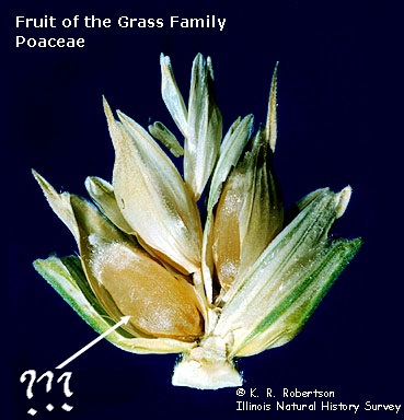 <p>the fruit that develops within the floret, bearing a single exalbuminous seed</p>