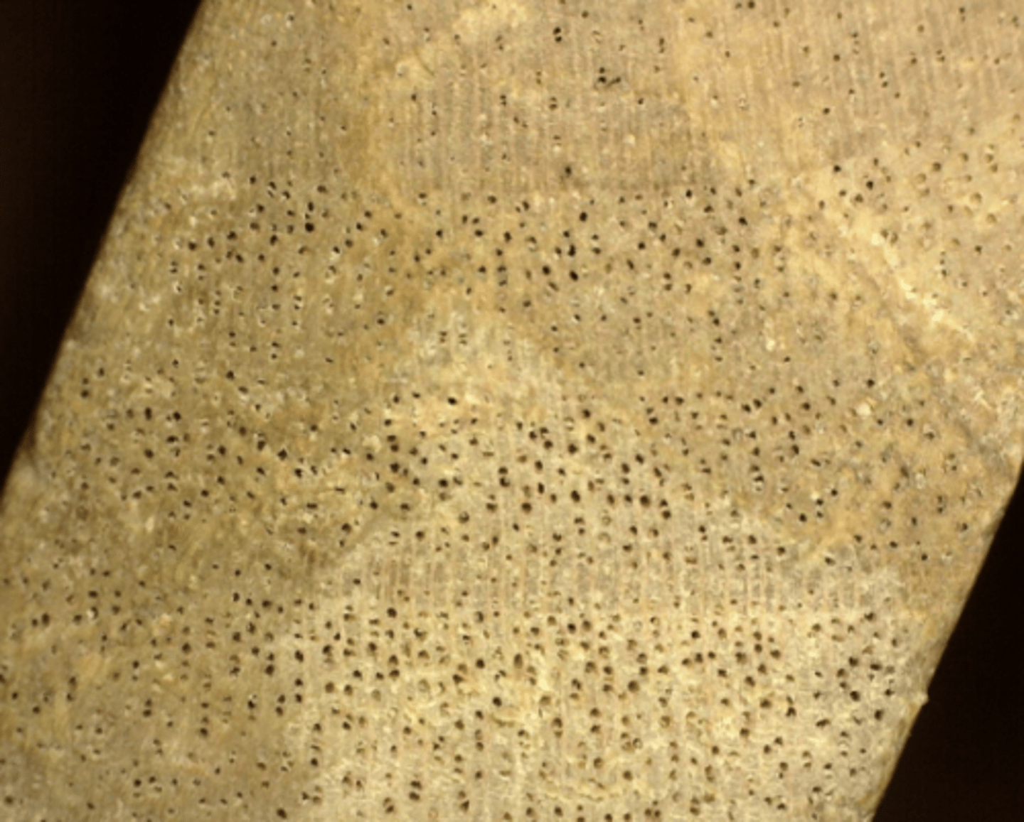 <p>Light yellowish in color, small numerous pores mostly in solitary, mistaken to be ring porous due to its boundary parenchyma</p>