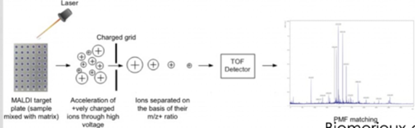 <p>- ionization fo molecules</p><p>- charged molecules measured based on mass-to-charge ratio</p><p>- generation of a "molecular signature"</p>