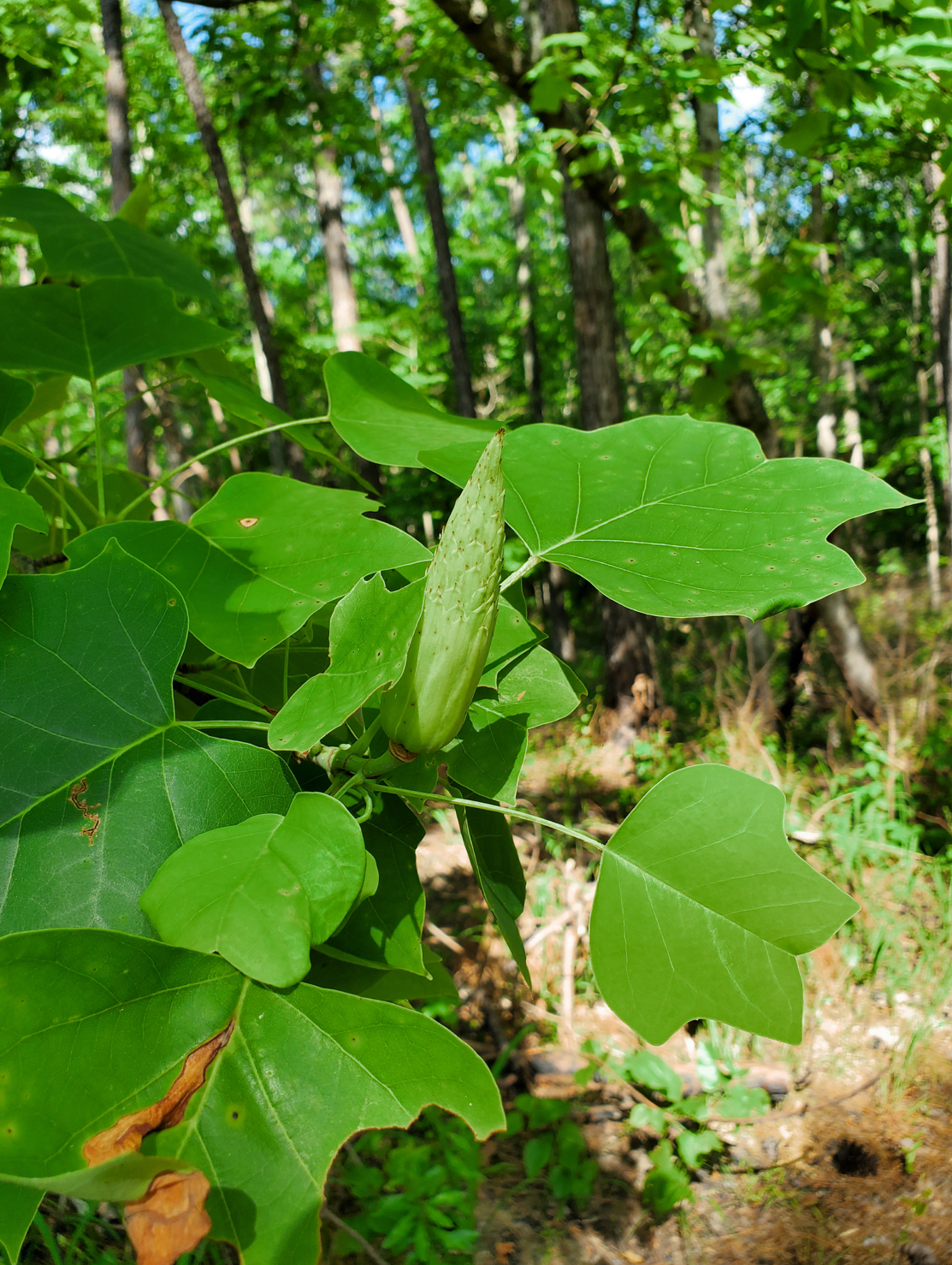 <p>tuliptree</p>