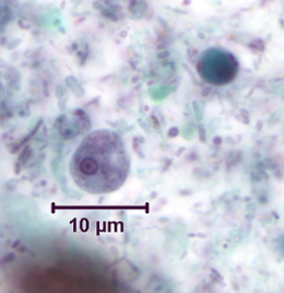 <p>Professor: Dr. Glena Fe A. Yapchulay-Alcabasa</p>