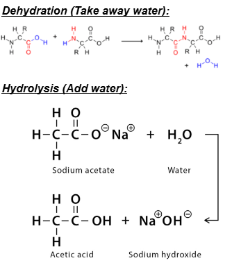 <p>In many reactions, water is produced or added</p>