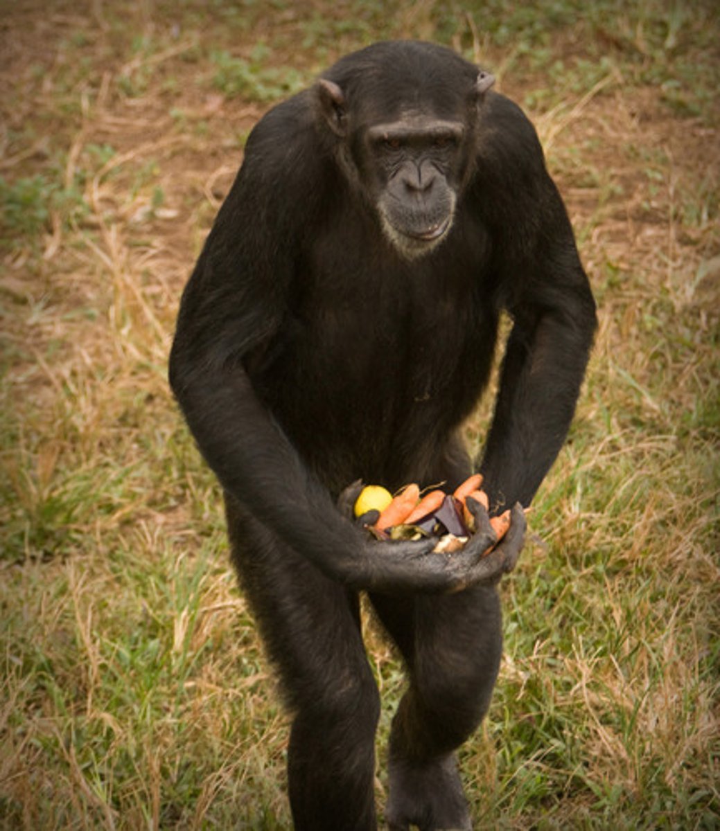 <p>an individual that moves on two legs (upright walking)</p>