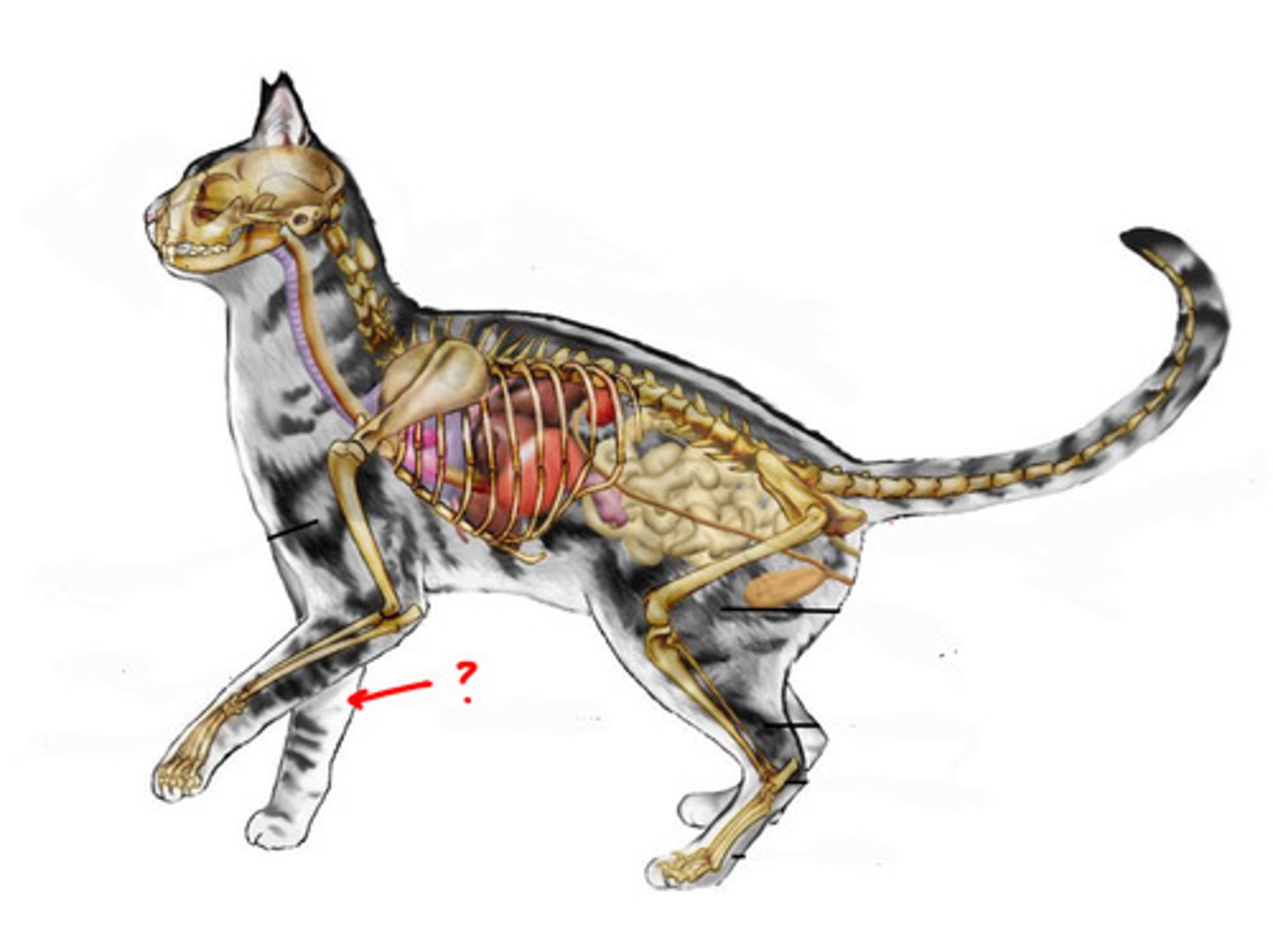<p>The distal area of the front legs of an animal, below the elbow joint.</p>
