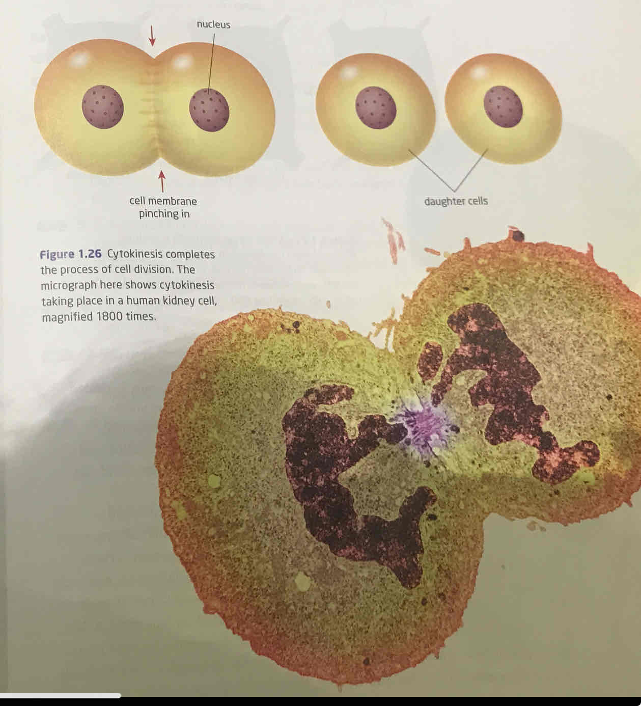 <p>start in anaphase end in telophase, where ring of specialized proteins around middle of cell start to contract, pinches cell membrane until divided into two daughter cells</p>