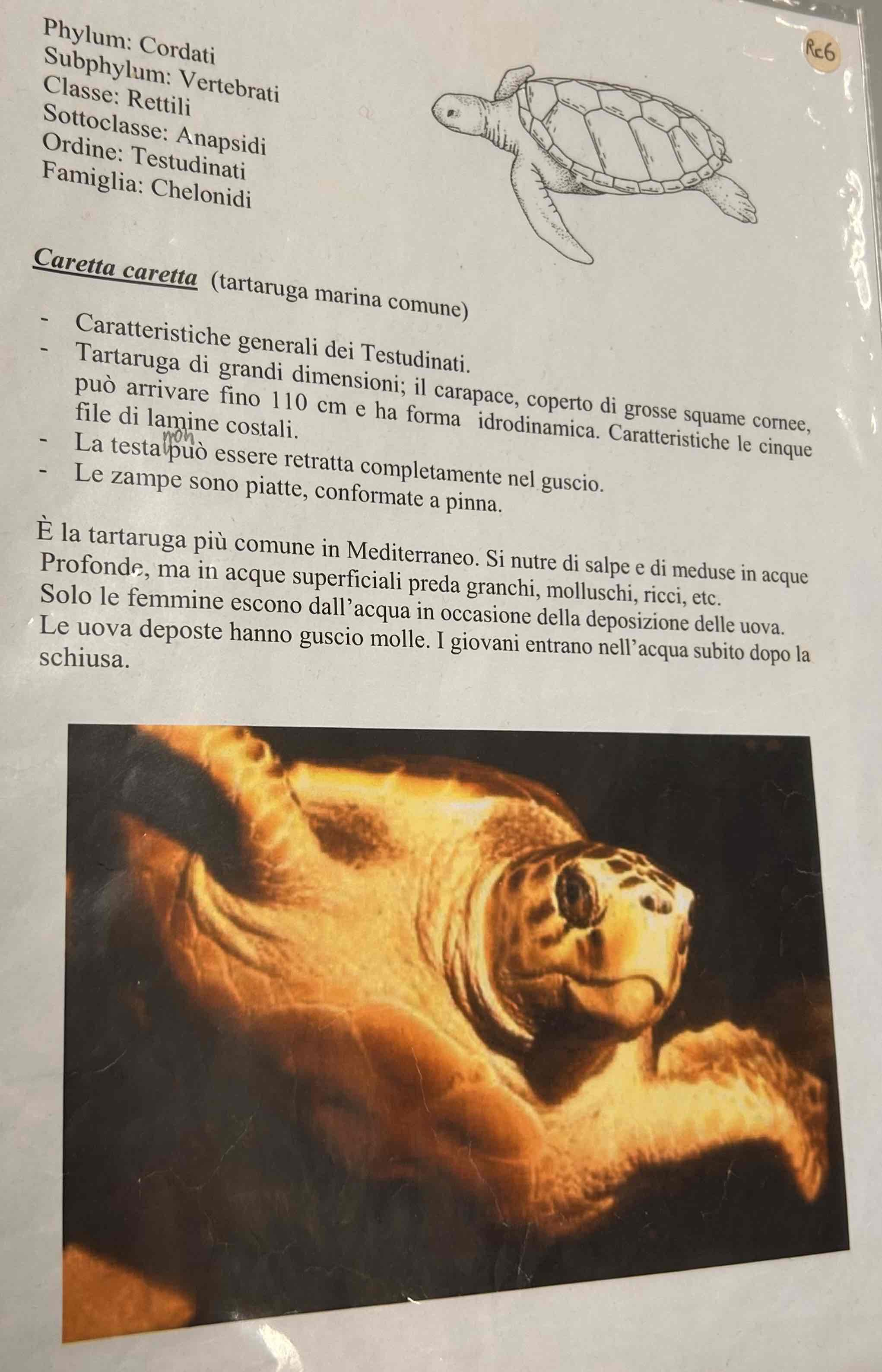 <p>Cordati</p><p style="text-align: start">Vertebrati</p><p style="text-align: start">Gnatostomi</p><p style="text-align: start">Tetrapodi</p><p style="text-align: start">Rettili</p><p style="text-align: start">Cheloni</p><p style="text-align: start">Caretta caretta (tartaruga marina comune)</p>