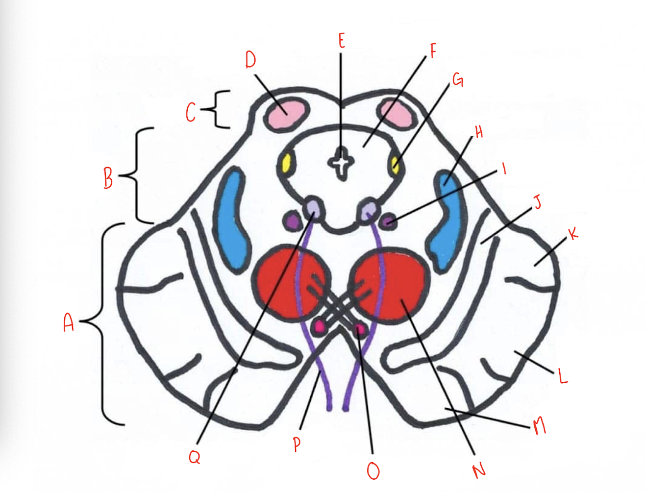 <p>What structure of the sliced superior colliculus section of the midbrain is labeled O?</p>