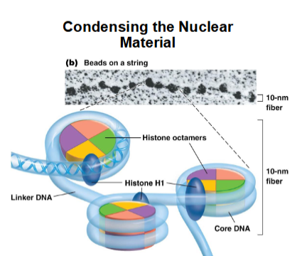 <p>In its least condensed state, it show a <strong>10-nm fiber</strong>, or “<strong>beads-on-a-string</strong>” morphology-the “beads” are the nucleosomes </p><p></p>