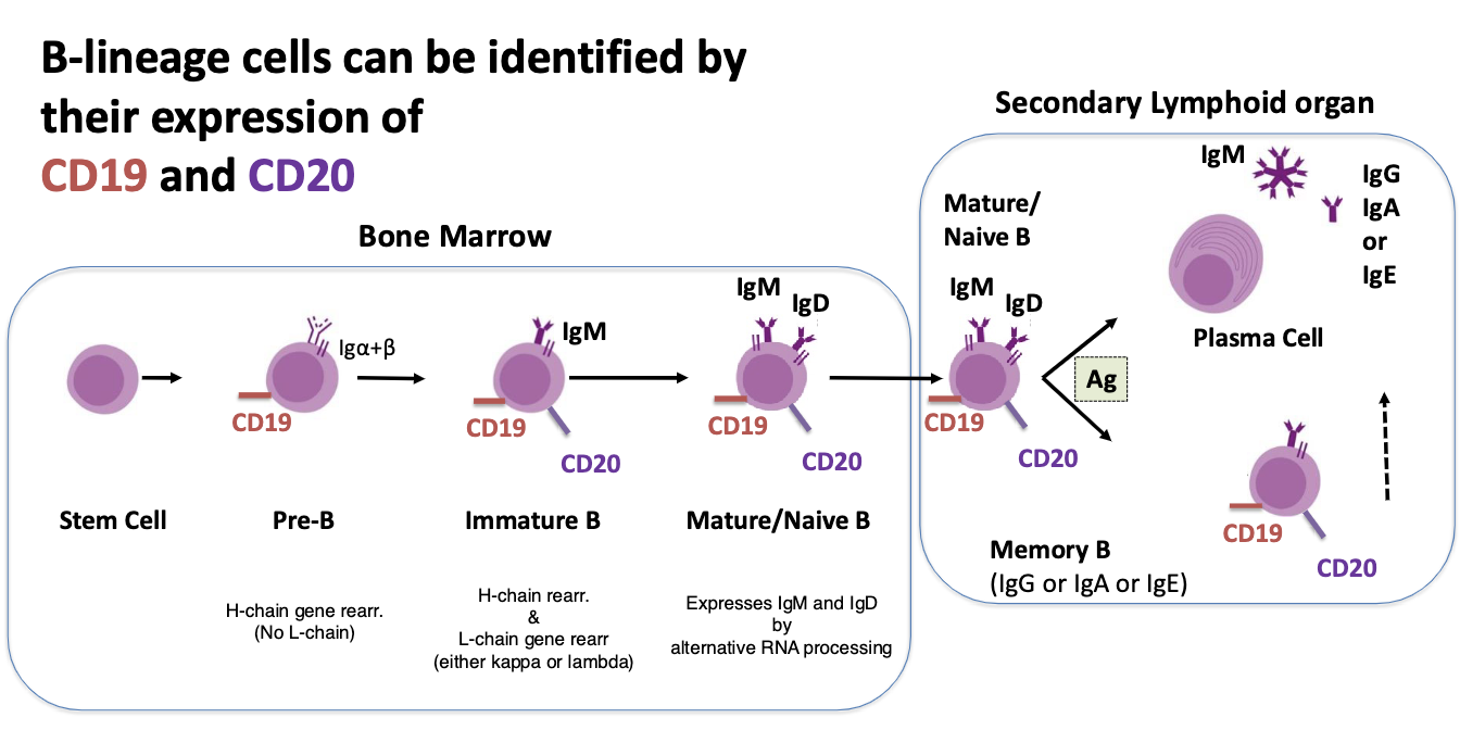<p>CD19 and CD20</p>