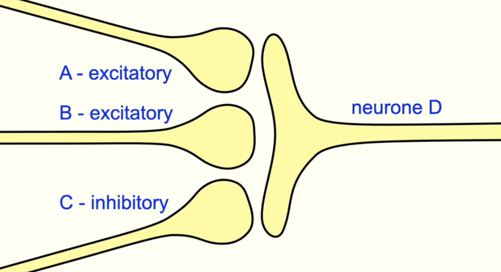 <ul><li><p>if the threshold is reached, an action potential will fire </p></li><li><p>if multiple presynaptic neurones converge on 1 postsynaptic neurone and some are excitatory and others are inhibitory: </p><ul><li><p>for an action potential to occur, the excitatory neurones must summate </p></li><li><p>to overcome the hyperpolarisation caused by the inhibitory neurones</p></li></ul></li></ul><p></p>