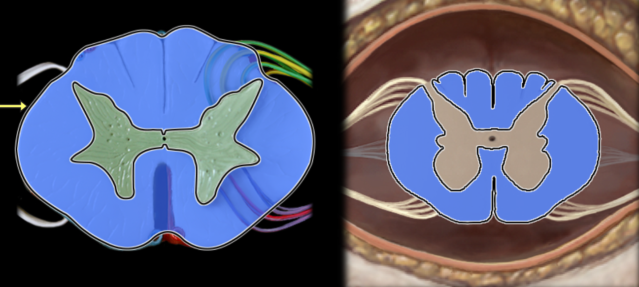 <p>White matter of spinal cord</p>