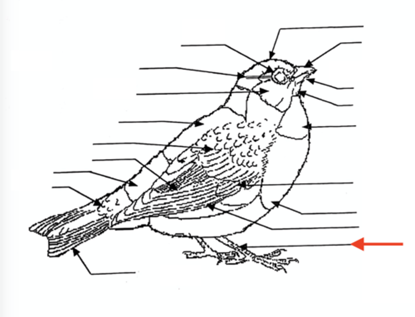 <p>the place between the ankle and digits</p>