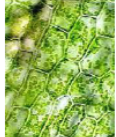 <p>What is the name of this cell?</p>