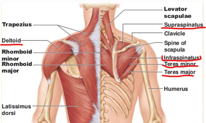 <p><span><em><span>m. deltoideus &nbsp;&nbsp;&nbsp;&nbsp;&nbsp;&nbsp;&nbsp;&nbsp;&nbsp;&nbsp;&nbsp;&nbsp;&nbsp;&nbsp;&nbsp;&nbsp;&nbsp;&nbsp;&nbsp;&nbsp;&nbsp;&nbsp;&nbsp;&nbsp;&nbsp;&nbsp;&nbsp;&nbsp;&nbsp;&nbsp;&nbsp;&nbsp;&nbsp;&nbsp;&nbsp;&nbsp;&nbsp;&nbsp;&nbsp;&nbsp;&nbsp;&nbsp;&nbsp;&nbsp;&nbsp;&nbsp;&nbsp;&nbsp;&nbsp;&nbsp;&nbsp;&nbsp;&nbsp;&nbsp;&nbsp;&nbsp;&nbsp;&nbsp;&nbsp;&nbsp;&nbsp;&nbsp;&nbsp;</span></em></span></p><p class="MsoNormal"><span><em><span>m.supraspinatus &nbsp;&nbsp;&nbsp;&nbsp;&nbsp;&nbsp;&nbsp;&nbsp;&nbsp;&nbsp;&nbsp;&nbsp;&nbsp;&nbsp;&nbsp;&nbsp;&nbsp;&nbsp;&nbsp;&nbsp;&nbsp;&nbsp;&nbsp;&nbsp;&nbsp;&nbsp;&nbsp;&nbsp;&nbsp;&nbsp;&nbsp;&nbsp;&nbsp;&nbsp;&nbsp;&nbsp;&nbsp;&nbsp;&nbsp;&nbsp;&nbsp;&nbsp;&nbsp;&nbsp;&nbsp;&nbsp;&nbsp;&nbsp;&nbsp;&nbsp;&nbsp;&nbsp;&nbsp;&nbsp;&nbsp;&nbsp;&nbsp;&nbsp;</span></em></span></p><p class="MsoNormal"><span><em><span>m. infraspinatus</span></em></span></p><p class="MsoNormal"><em><span> m. subscapularis </span></em><span>- ees pool kaenlaaugu kohal / sees</span></p><p class="MsoNormal"><em><span> m.teres minor et major</span></em></p>