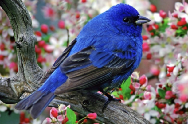 <p>what is this bird </p>