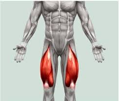 <p>extend the leg at the knee joint and flex the thigh at the hip joint</p>