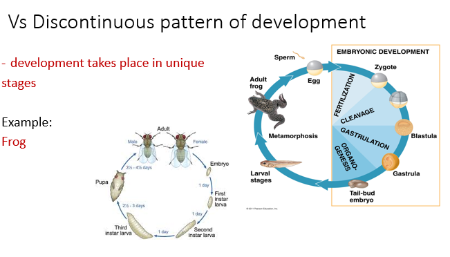 <p>Frog and fruit fly</p>