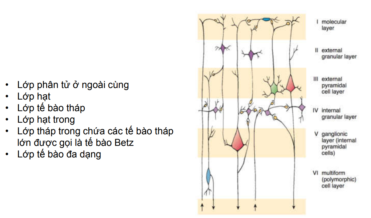 <p>Võ não là vỏ của 2 bán cầu đại não, chất xám bên ngoài chất trắng bên trong </p><p>Gồm 6 lớp:Lớp phân tử(Tb cajal), lớp hạt ngoài, lớp tháp, lớp hạt trong, lớp tháp trong(TB tháp betz bự hơn Tb tháp ngoài), Lớp TB đa dạng</p>