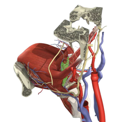 \
* Palatine
* Between anterior faucial pillar (palatoglossal arch) and posterior faucial pillar (palatopharyngeal arch)
* Lingual
* Oropharynx
* Pharyngeal
* AKA adenoid
* Nasopharynx