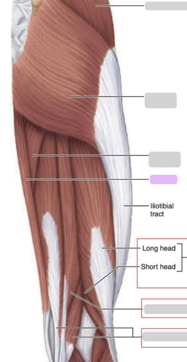 <p><span>Posterior thigh (superficial)</span></p>