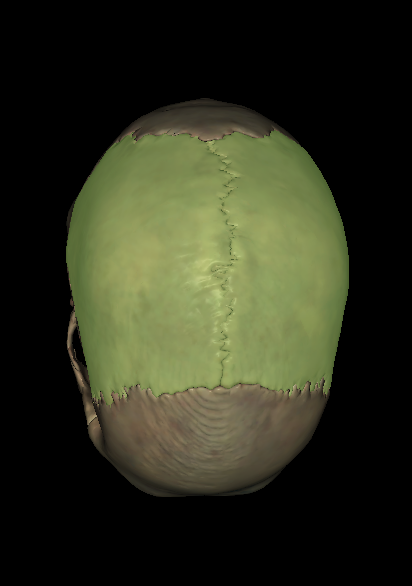 Top of the skull