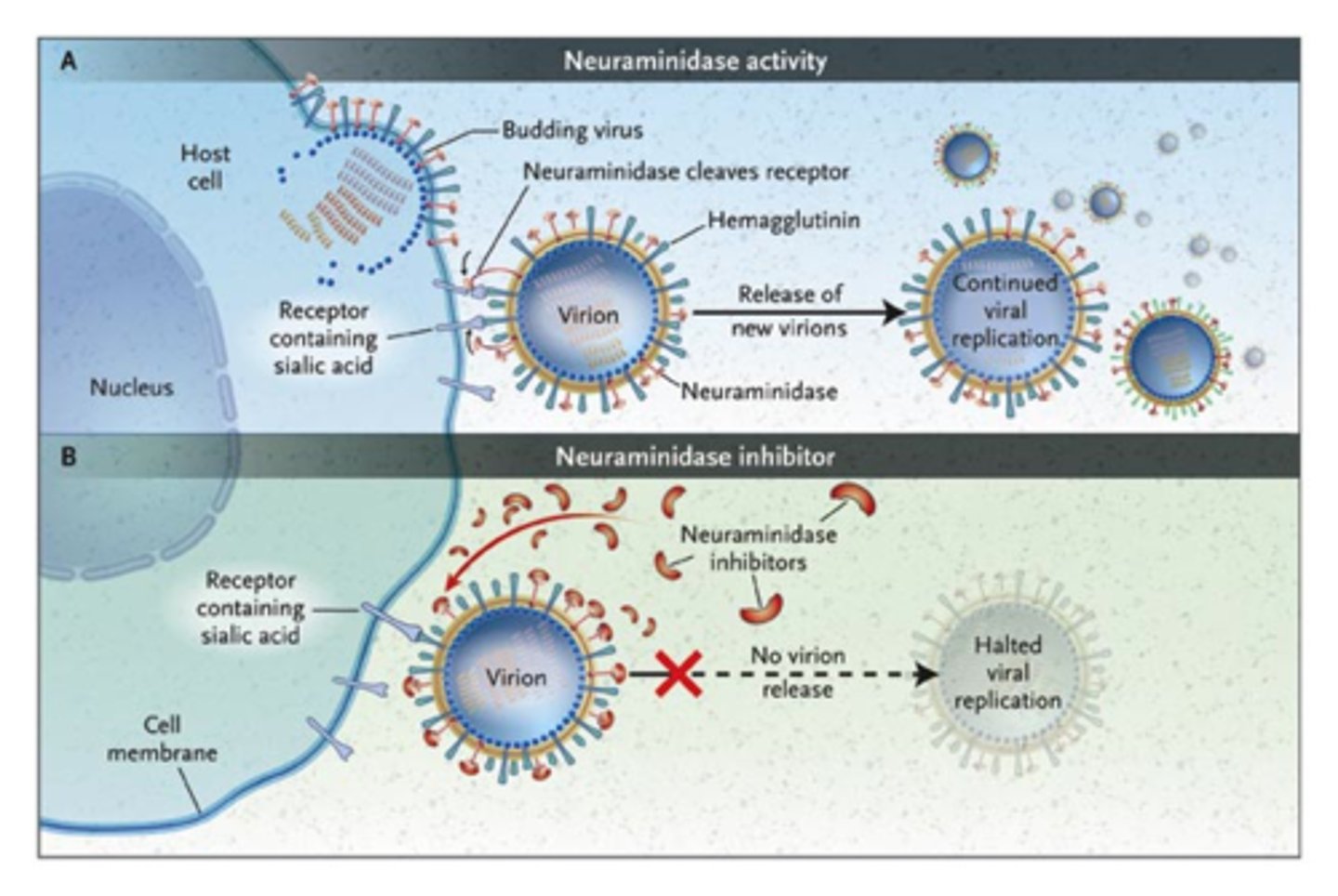 <p>inhibits neuraminidase enzyme activity in influenza A by blocking release of virus after replication</p>