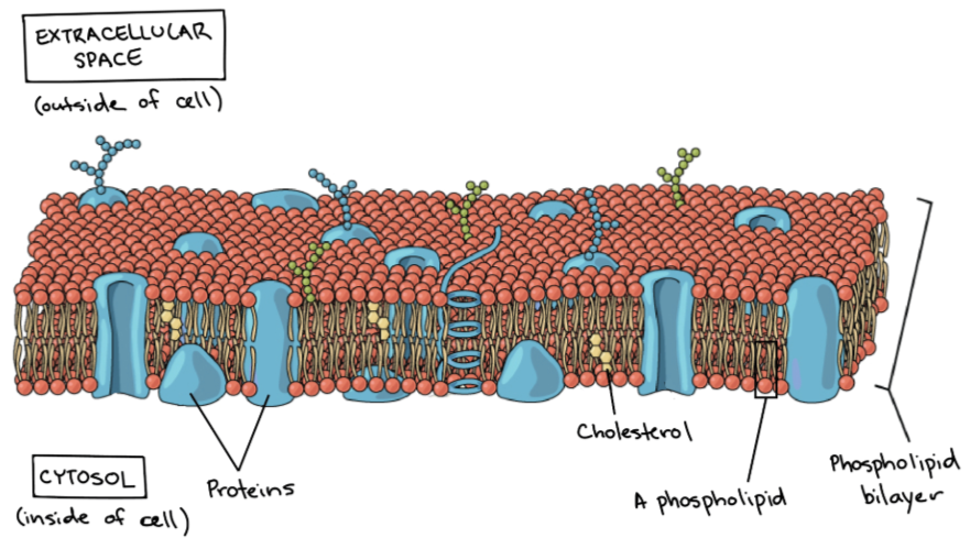 <p>Surrounds cells and organelles. Controls the entry and exit of substances from one area to another.</p><p><span>The plasma membrane provides an <strong>active boundary</strong>. Some but not all substances are allowed into the cell. A barrier that is constantly changing and responding to the environment.</span></p>