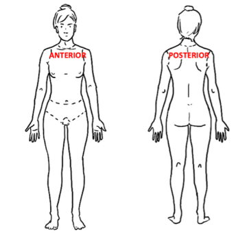 <p>closer to the <strong>front </strong>(ventral) vs closer to the <strong>back </strong>(dorsal)</p>