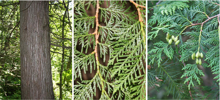 <p>Northern White Cedar</p>