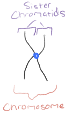 <p>Two identical sister chromatids.</p>
