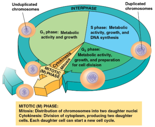 <p>Interphase</p>