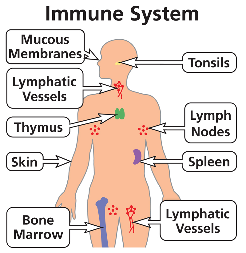 <p>Barriers that assist the body in immunity</p>