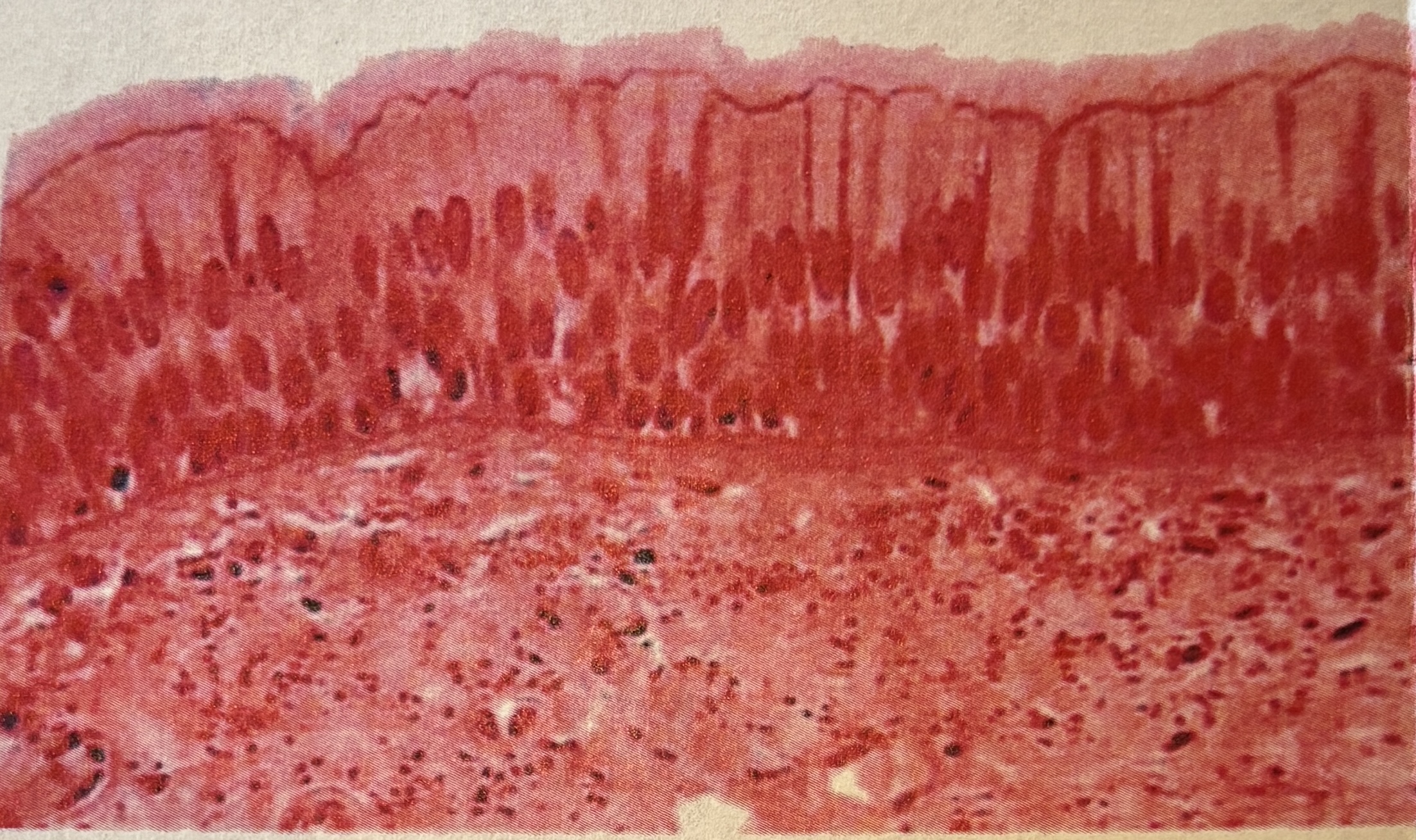 <p>Pseudostratified- Cell Shape and arrangement</p>
