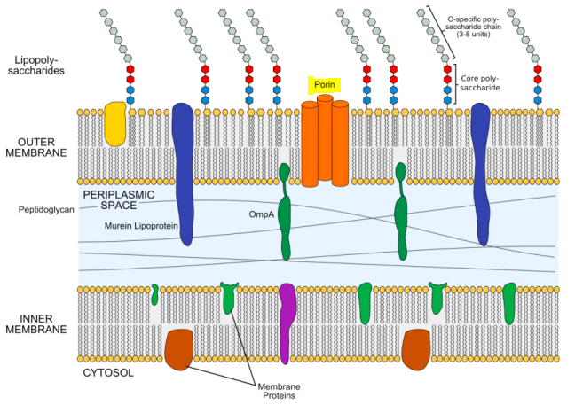 <p>Outer membrane proteins that block the entrace of harmful chemical &amp; antibiotics</p>