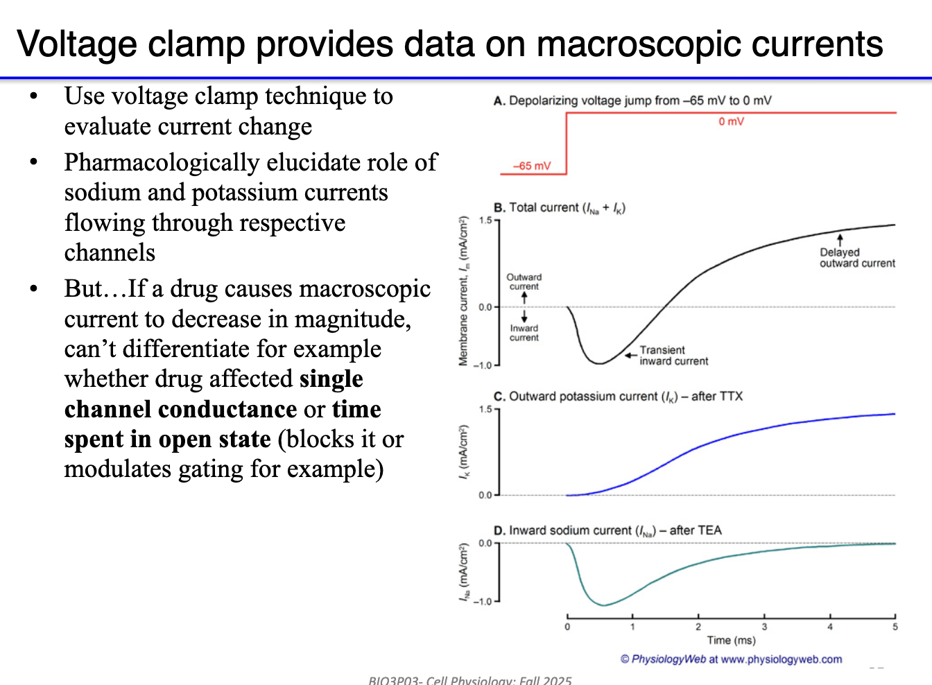 <ul><li><p>Reveals <strong>macroscopic currents</strong> (sum of all channel activity).</p></li><li><p>Can test drug effects on Na+ and K+ currents.</p></li><li><p>But can’t tell whether a drug:</p><ul><li><p>Blocks channels directly, or</p></li><li><p>Changes <strong>channel open time</strong> or <strong>gating</strong>.</p></li></ul></li><li><p>So clamp data shows <strong>total current</strong>, not <strong>single-channel behavior.</strong></p></li></ul><p></p>