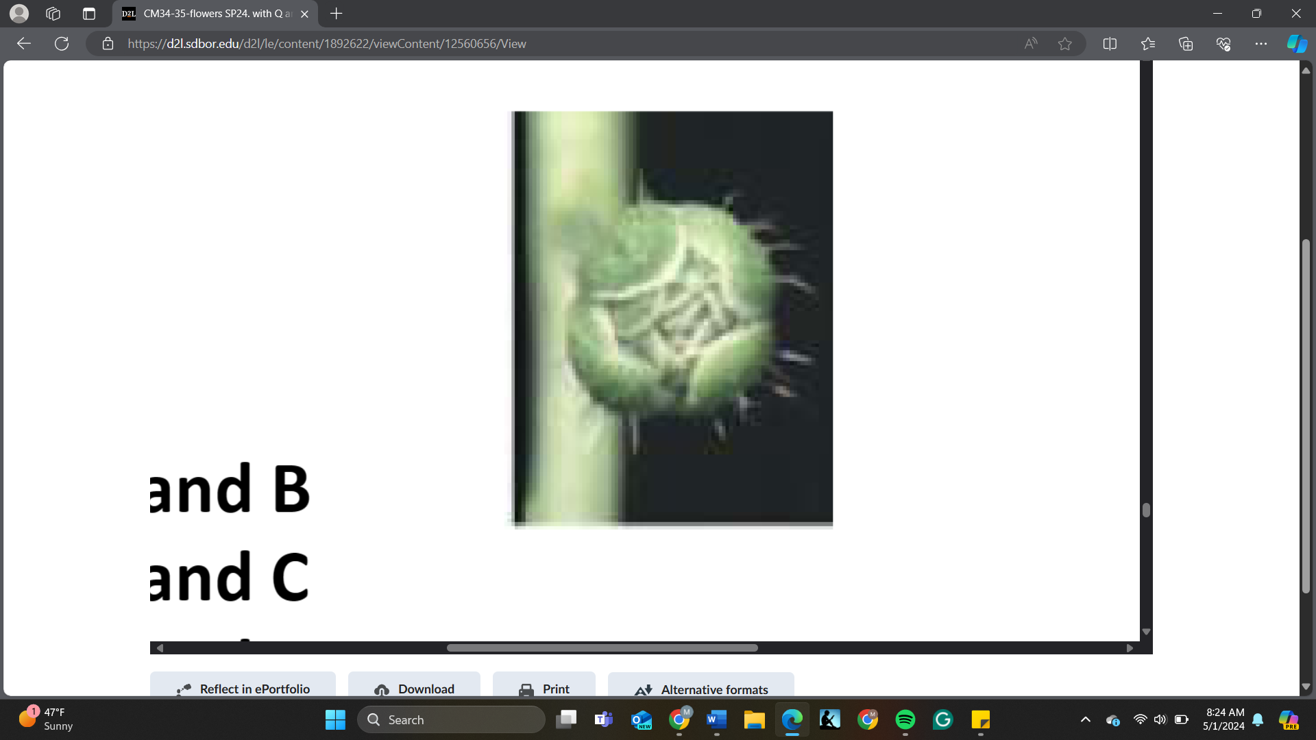 <p>In ABC model, a mutation in _____ gene leads to this phenotype showing below (only sepals)</p><p>A. A<br>B. B<br>C. C<br>D. D<br>E. A and B<br>F. A and C<br>G. A and D<br>H. B and C<br>I. B and D</p>